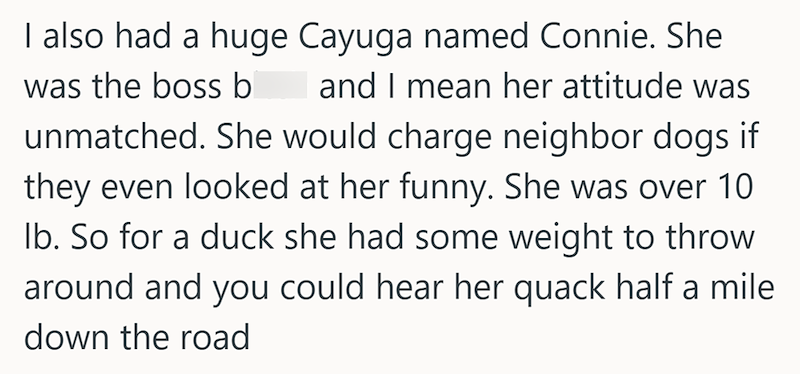 I also had a huge Cayuga named Connie. She was the boss b and I mean her attitude was unmatched. She would charge neighbor dogs if they even looked at her funny. She was over 10 lb. So for a duck she had some weight to throw around and you could hear her quack half a mile down the road