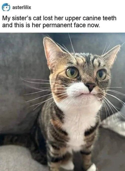 asterlilix My sister's cat lost her upper canine teeth and this is her permanent face now.