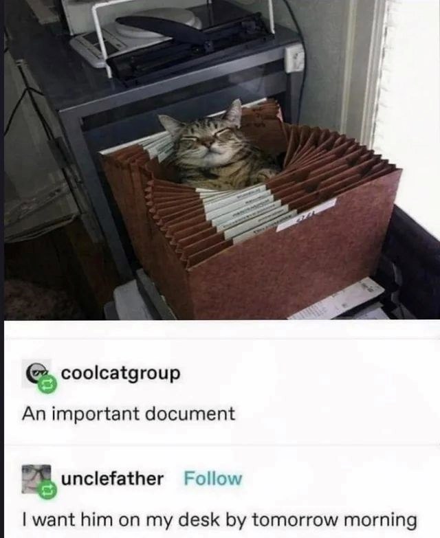 coolcatgroup An important document unclefather Follow I want him on my desk by tomorrow morning