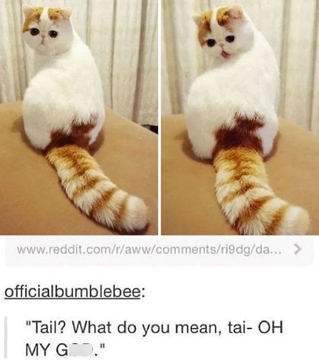 www.reddit.com/r/aww/comments/ri9dg/da... > officialbumblebee: "Tail? What do you mean, tai- OH MY G."