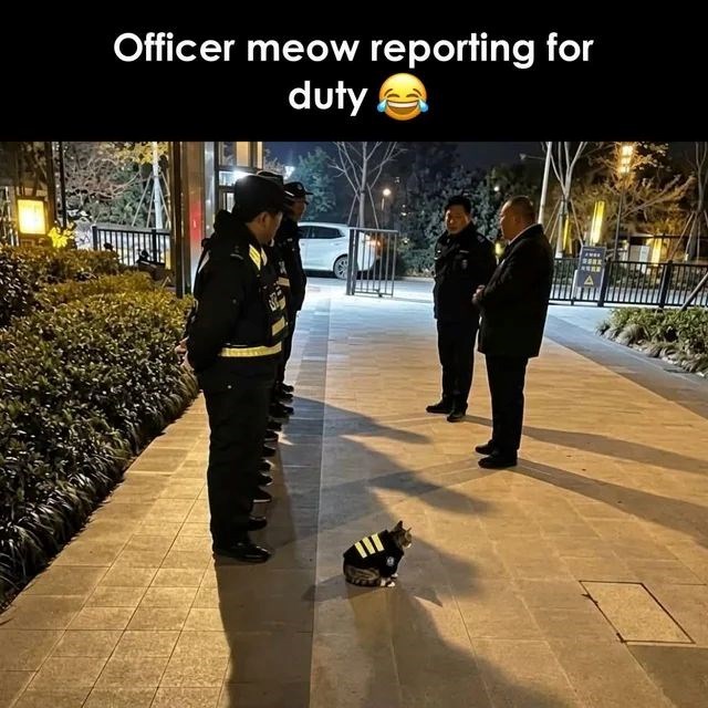 Officer meow reporting for duty