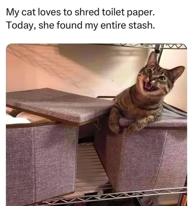 My cat loves to shred toilet paper. Today, she found my entire stash.