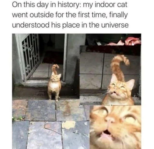 On this day in history: my indoor cat went outside for the first time, finally understood his place in the universe