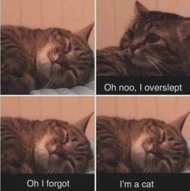 Oh noo, I overslept Oh I forgot I'm a cat
