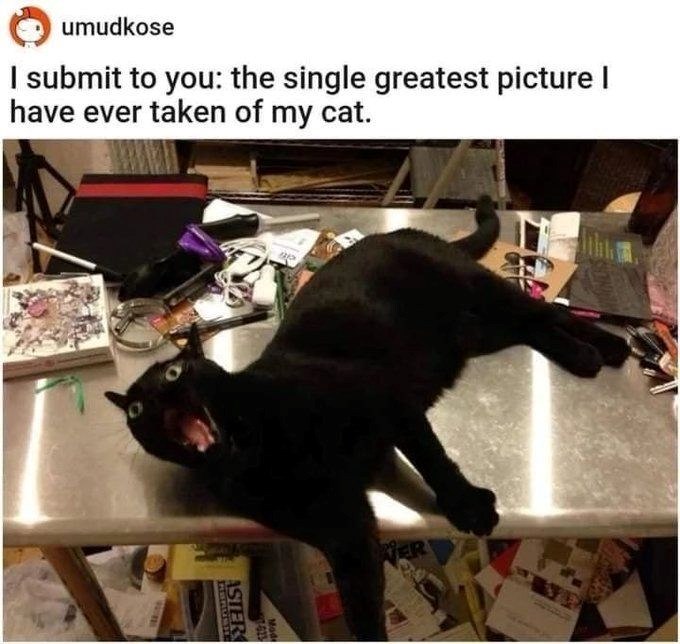 umudkose I submit to you: the single greatest picture I have ever taken of my cat. 7-623 Mod ASTER WER