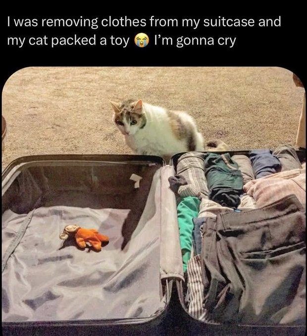 I was removing clothes from my suitcase and my cat packed a toy I'm gonna cry