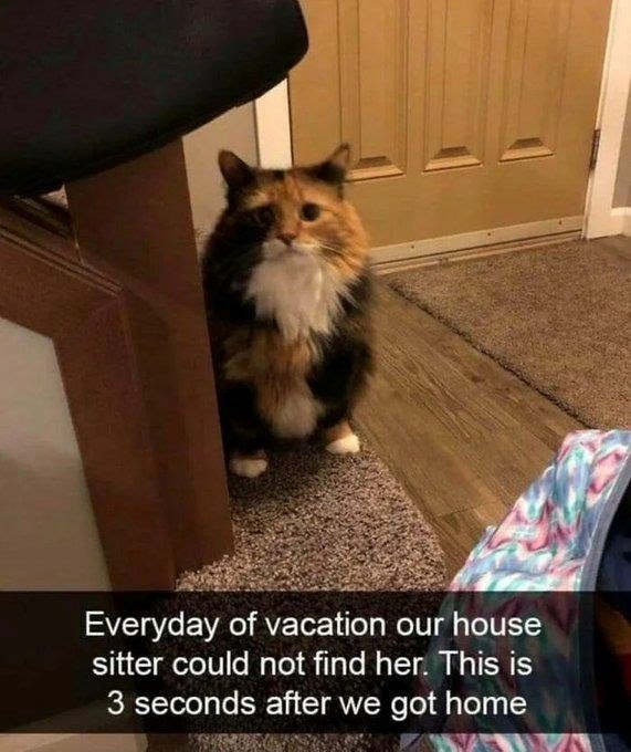Everyday of vacation our house sitter could not find her. This is 3 seconds after we got home