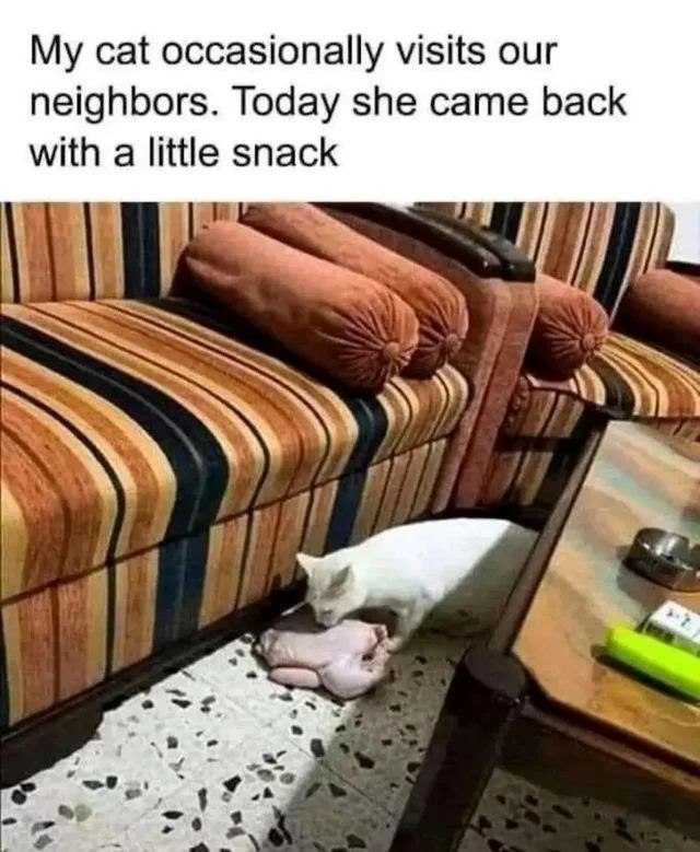 My cat occasionally visits our neighbors. Today she came back with a little snack