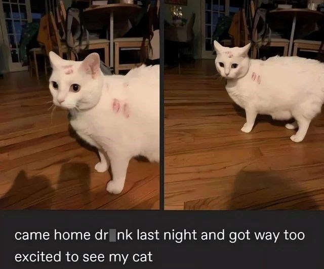 80 came home drink last night and got way too excited to see my cat