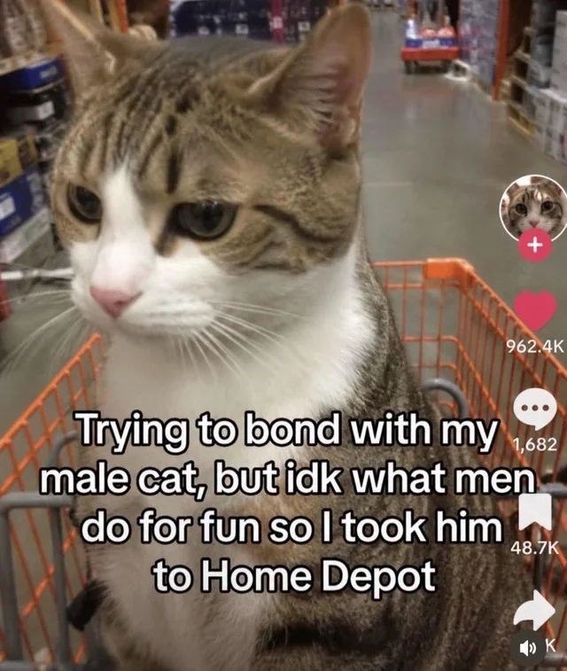 962.4K Trying to bond with my 1,682 male cat, but idk what men do for fun so I took him to Home Depot 48.7K K