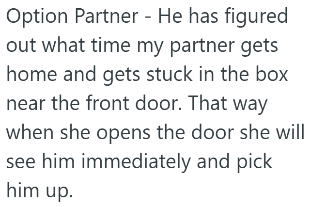 Option Partner - He has figured out what time my partner gets home and gets stuck in the box near the front door. That way when she opens the door she will see him immediately and pick him up.