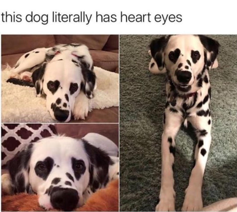 this dog literally has heart eyes