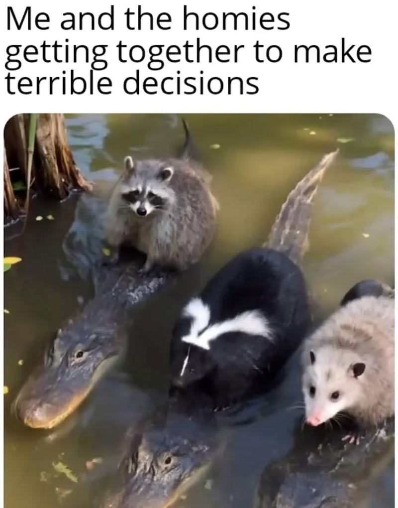 Me and the homies getting together to make decisions terrible