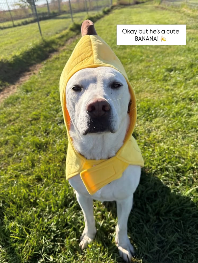 Okay but he's a cute BANANA!