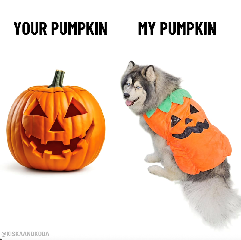 YOUR PUMPKIN MY PUMPKIN @KISKAANDKODA