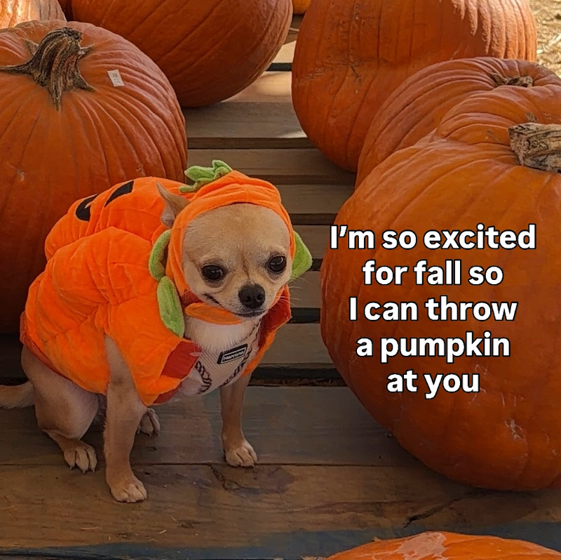 I'm so excited for fall so I can throw a pumpkin at you