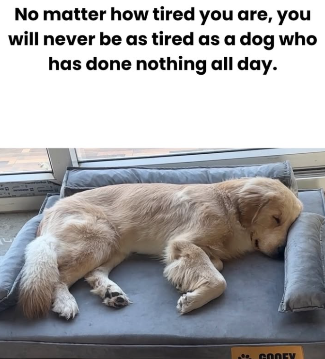 No matter how tired you are, you will never be as tired as a dog who has done nothing all day. GOOEY