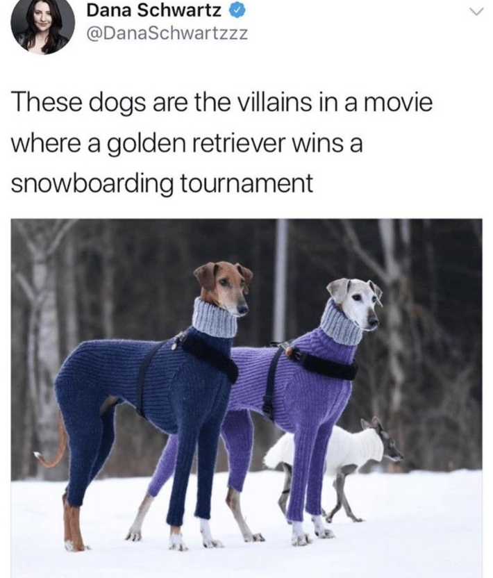 Dana Schwartz @DanaSchwartzzz These dogs are the villains in a movie where a golden retriever wins a snowboarding tournament