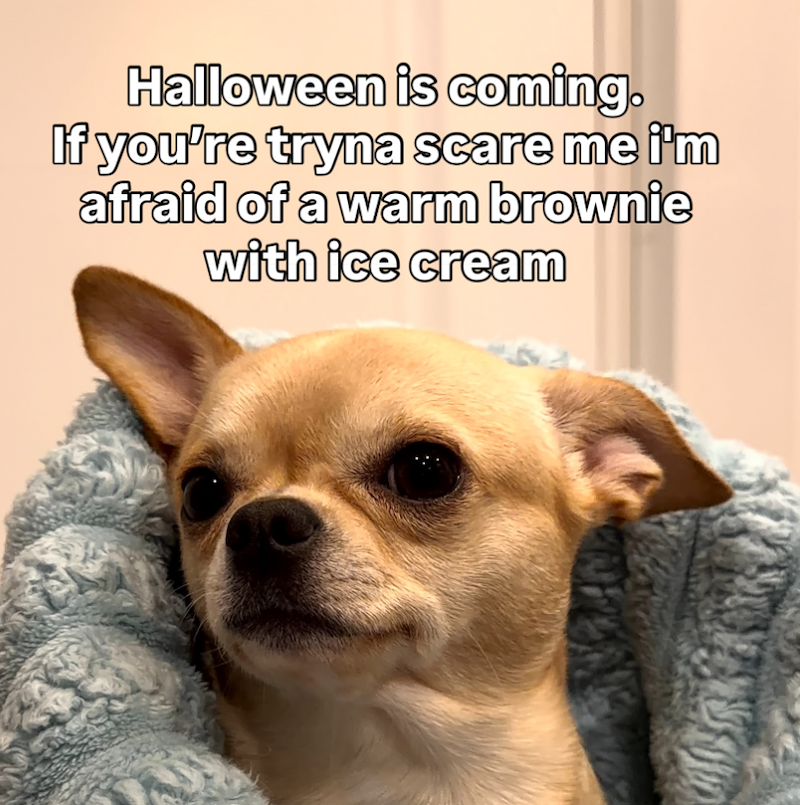 Halloween is coming. If you're tryna scare me i'm afraid of a warm brownie with ice cream