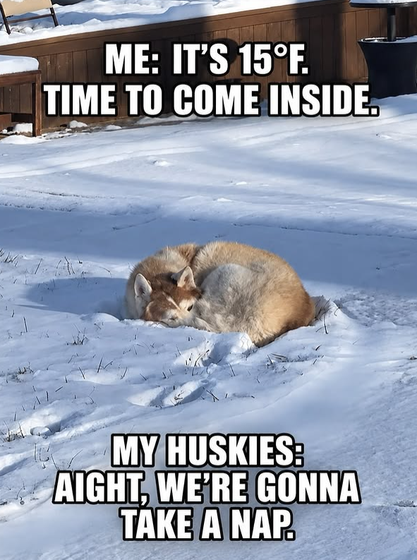 ME: IT'S 15°F. TIME TO COME INSIDE. MY HUSKIES: AIGHT, WE'RE GONNA TAKE A NAP.