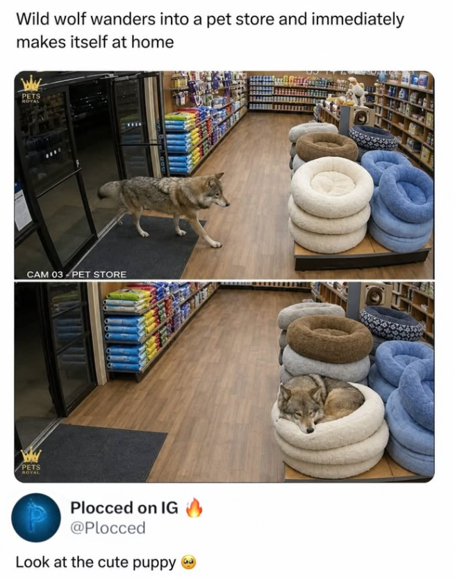 Wild wolf wanders into a pet store and immediately makes itself at home PETS ROYAL CAM 03 PET STORE PETS ROYAL Plocced on IG @Plocced Look at the cute puppy