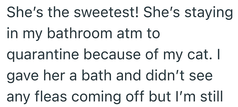 She's the sweetest! She's staying in my bathroom atm to quarantine because of my cat. I gave her a bath and didn't see any fleas coming off but I'm still