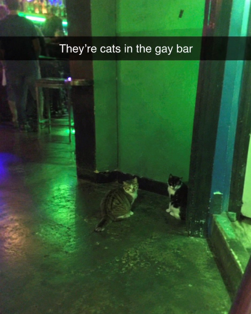 They're cats in the gay bar