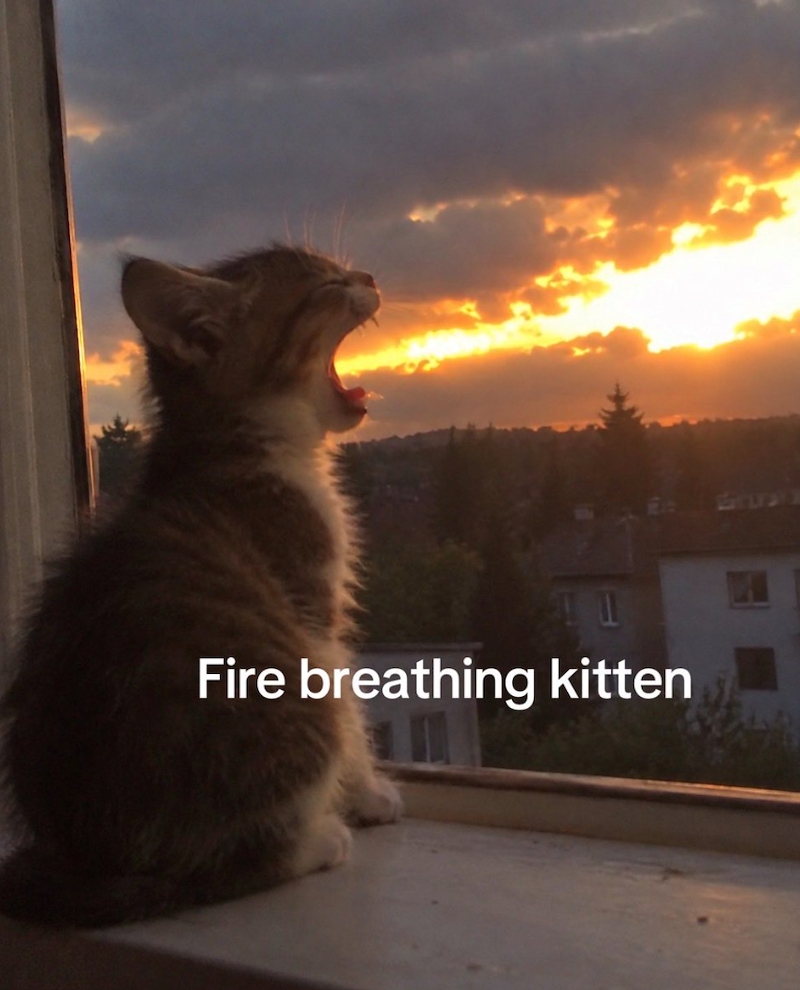 Fire breathing kitten