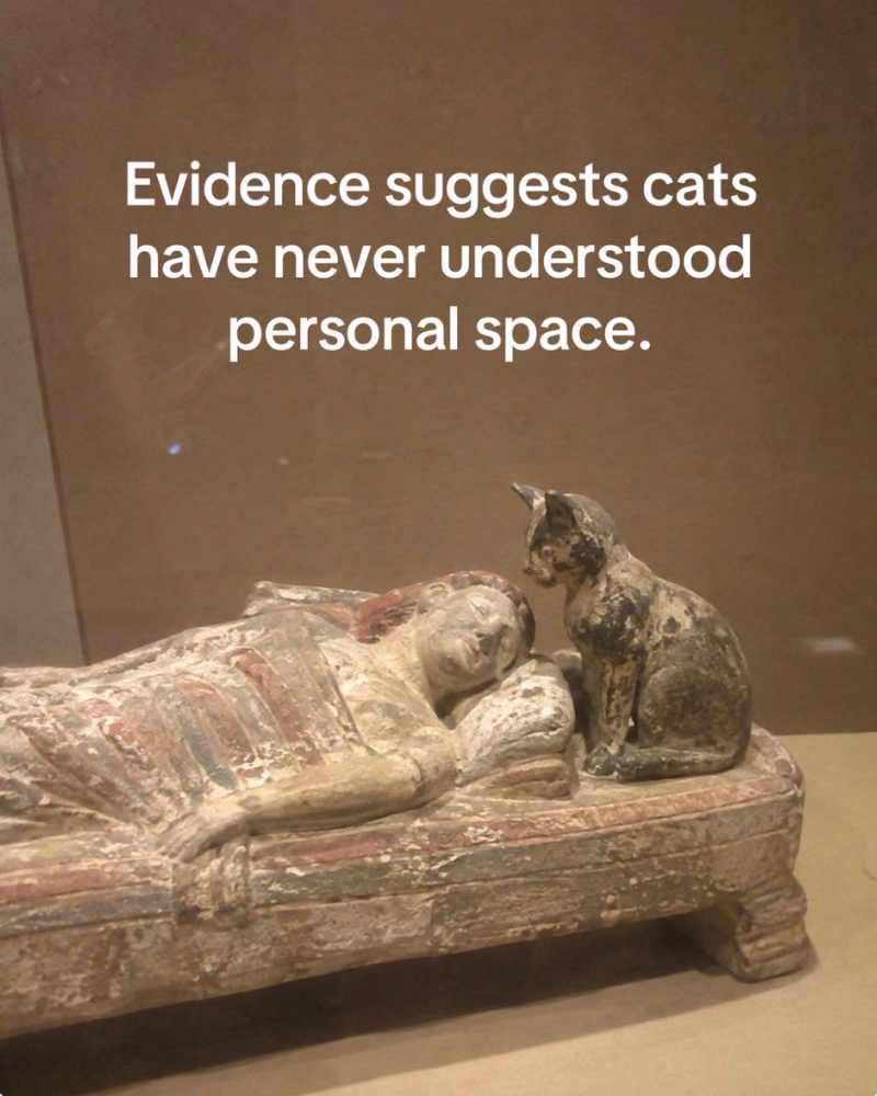 Evidence suggests cats have never understood personal space.