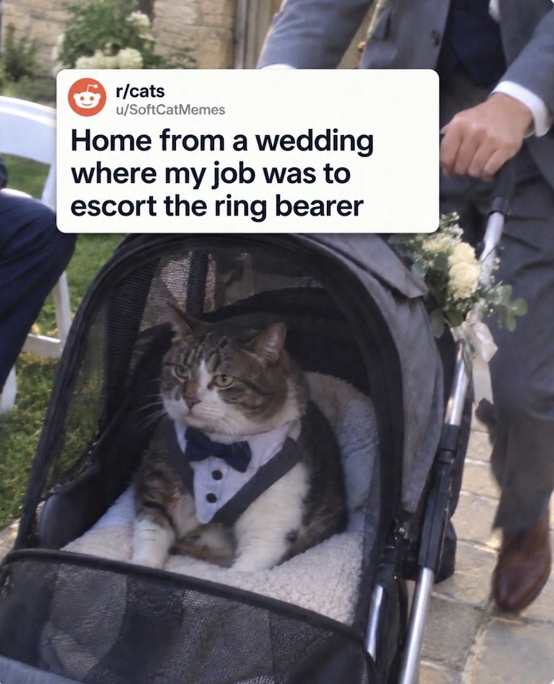 r/cats u/SoftCatMemes Home from a wedding where my job was to escort the ring bearer