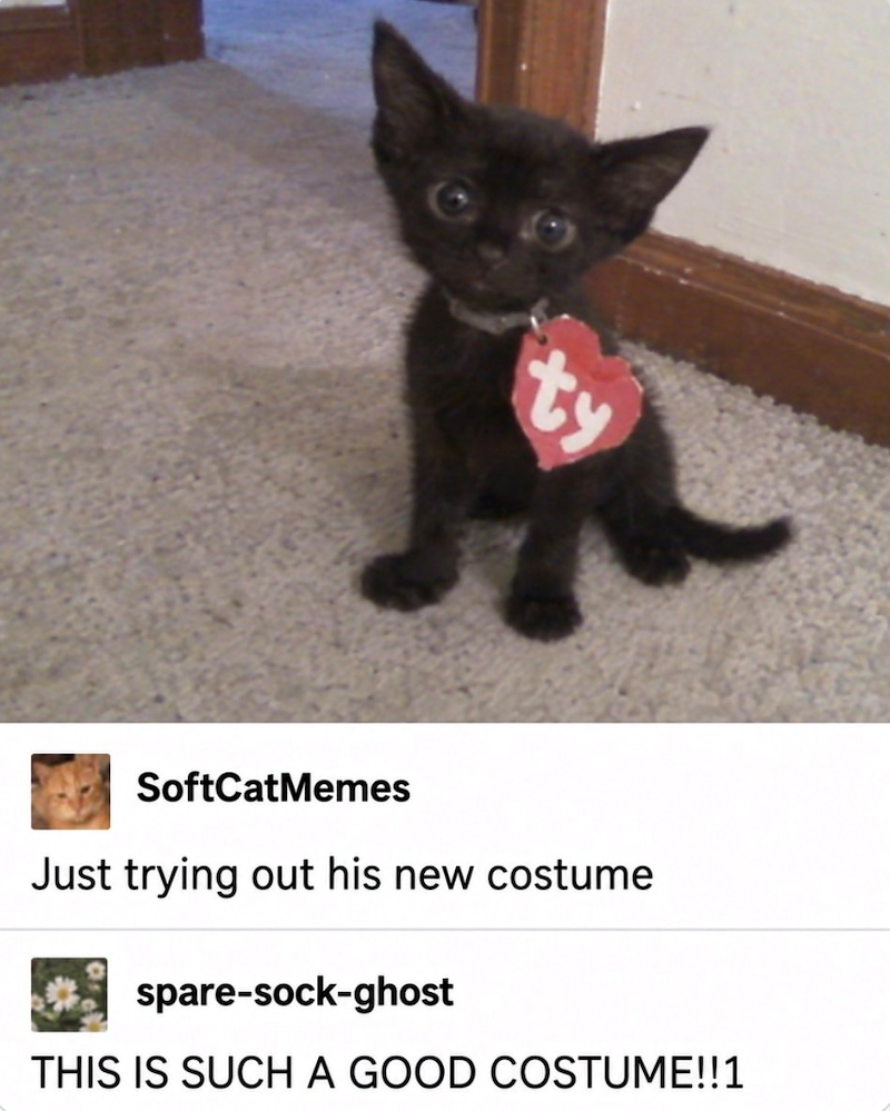 ty SoftCatMemes Just trying out his new costume spare-sock-ghost THIS IS SUCH A GOOD COSTUME!!1