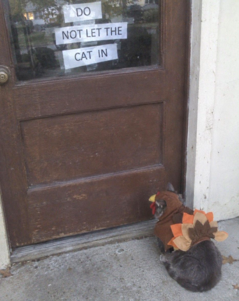 DO NOT LET THE CAT IN
