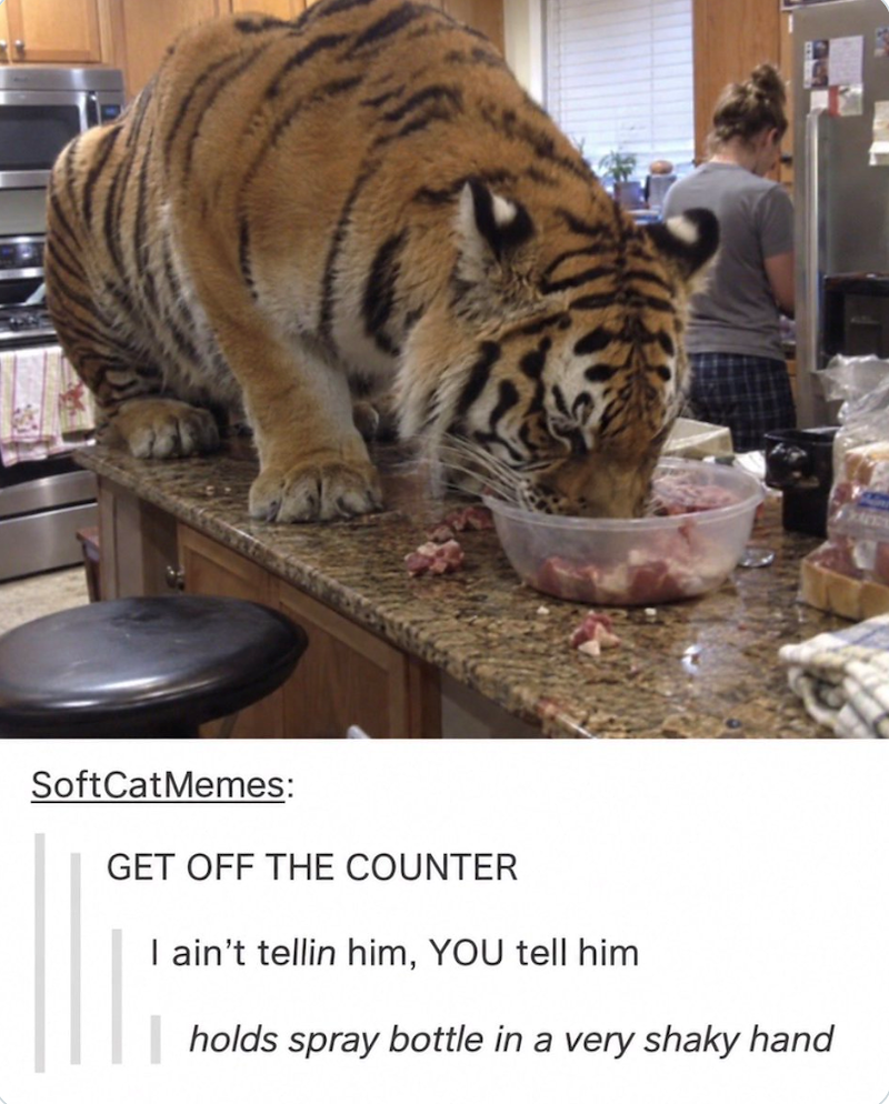 SoftCat Memes: GET OFF THE COUNTER I ain't tellin him, YOU tell him holds spray bottle in a very shaky hand