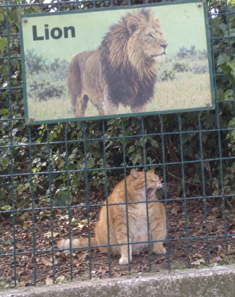 Lion