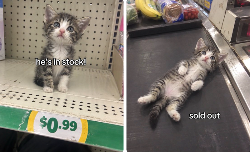 he's in stock! $0.99 sold out