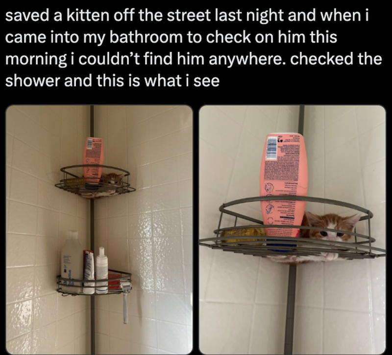 saved a kitten off the street last night and when i came into my bathroom to check on him this morning i couldn't find him anywhere. checked the shower and this is what i see