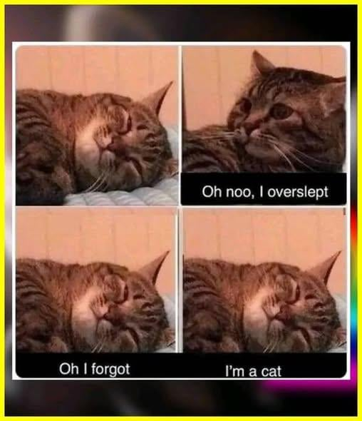 Oh noo, I overslept Oh I forgot I'm a cat