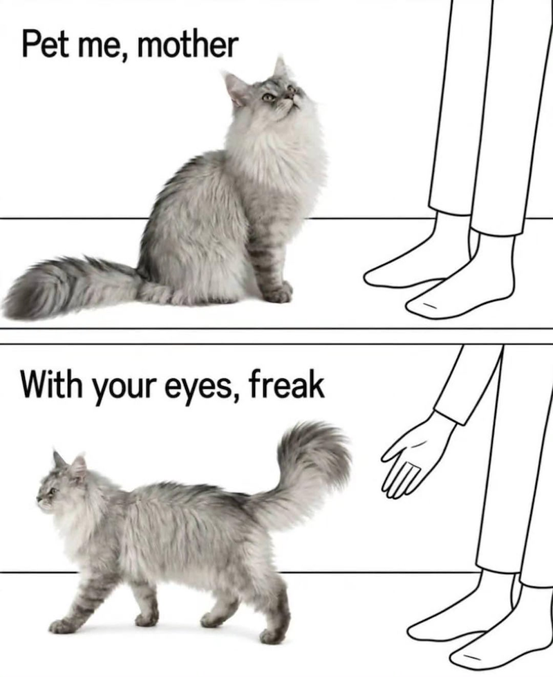Pet me, mother With your eyes, freak