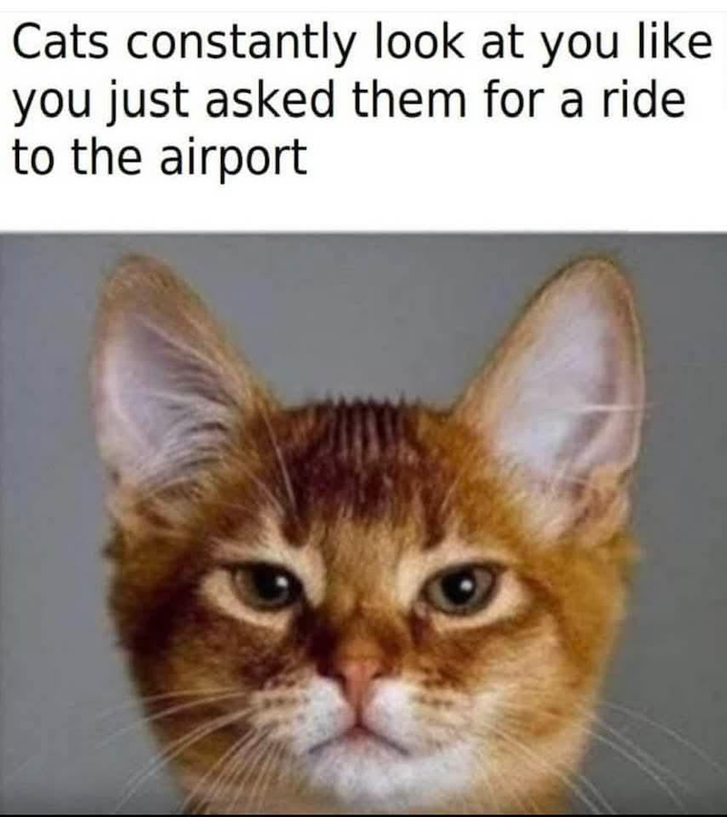 Cats constantly look at you like you just asked them for a ride to the airport