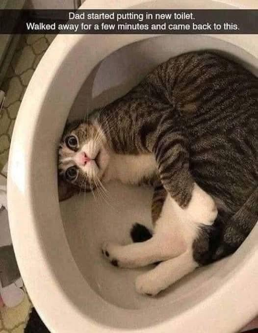 Dad started putting in new toilet. Walked away for a few minutes and came back to this.