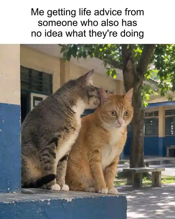 Me getting life advice from someone who also has no idea what they're doing