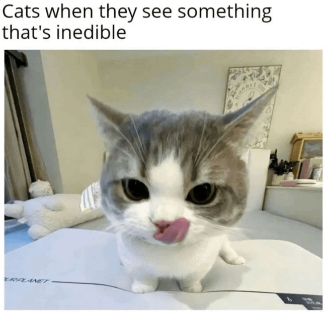 Cats when they see something that's inedible RPLANET YOU