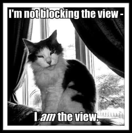 I'm not blocking the view Lam the view