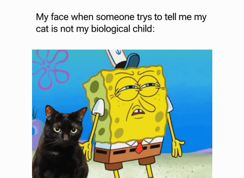 My face when someone trys to tell me my cat is not my biological child: