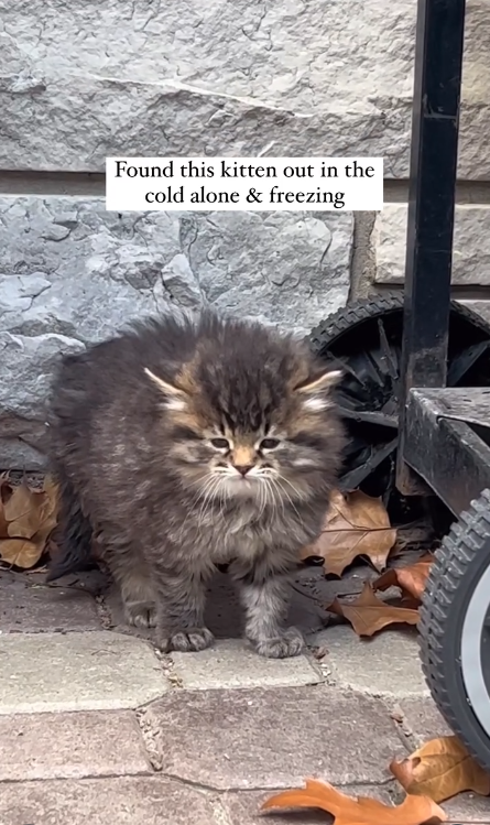 Found this kitten out in the cold alone & freezing