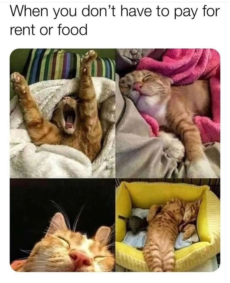 When you don't have to pay for rent or food