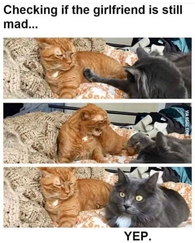 Checking if the girlfriend is still mad... VIA 9GAG.COM YEP.