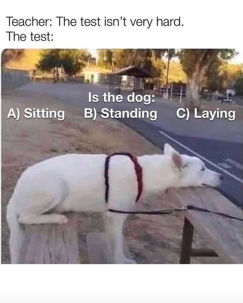 Teacher: The test isn't very hard. The test: Is the dog: A) Sitting B) Standing C) Laying