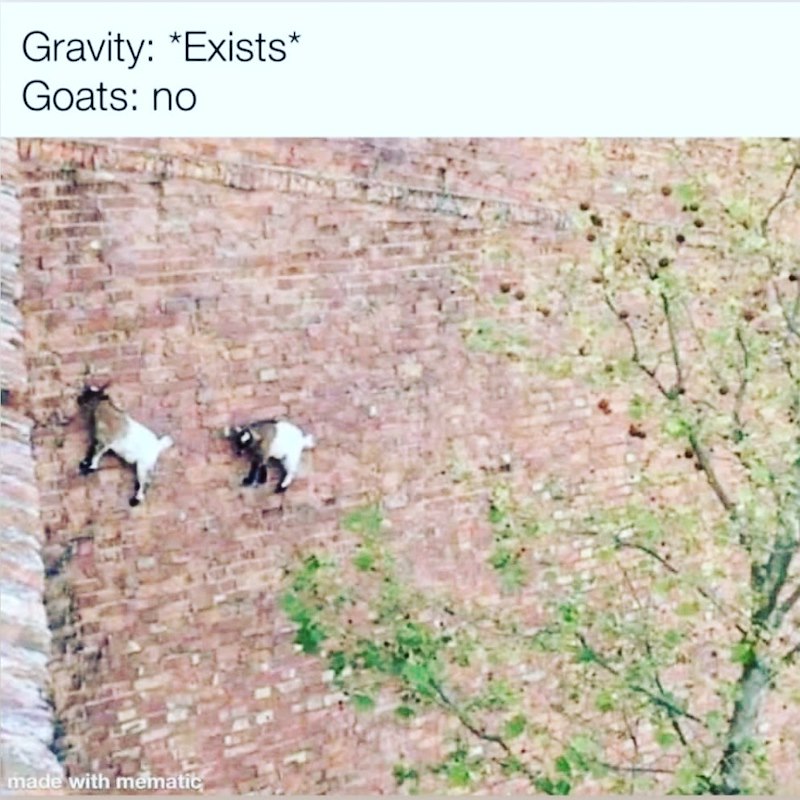 Gravity: *Exists* Goats: no made with mematic