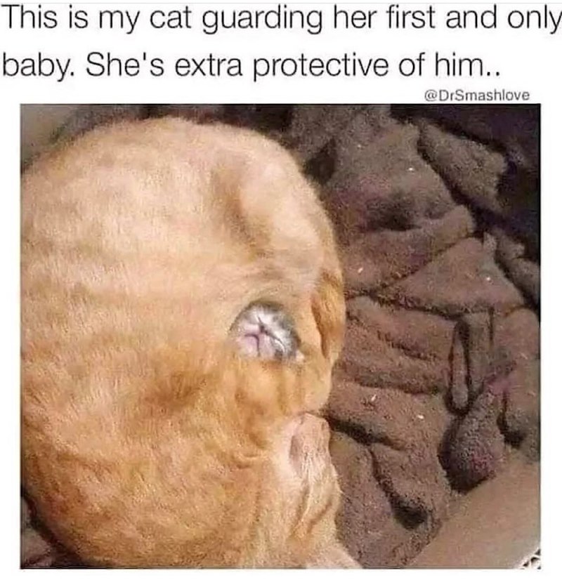 This is my cat guarding her first and only baby. She's extra protective of him.. @DrSmashlove